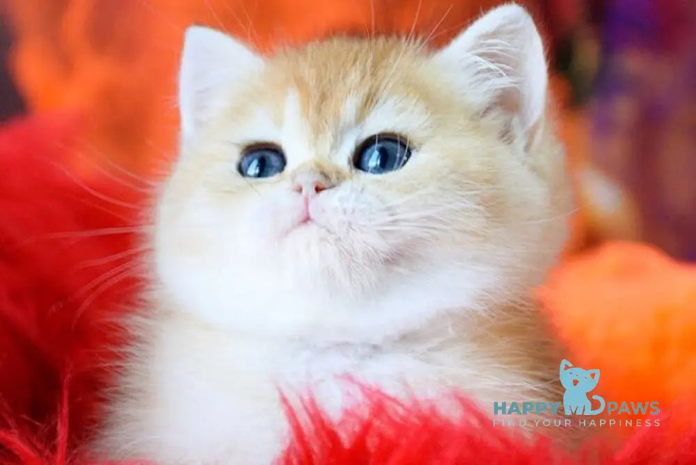 Vanessa British Shorthair female black golden shaded live animals