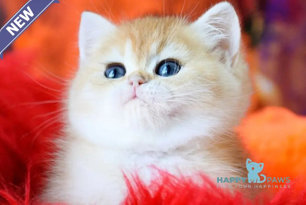 Vanessa British Shorthair female black golden shaded live animals