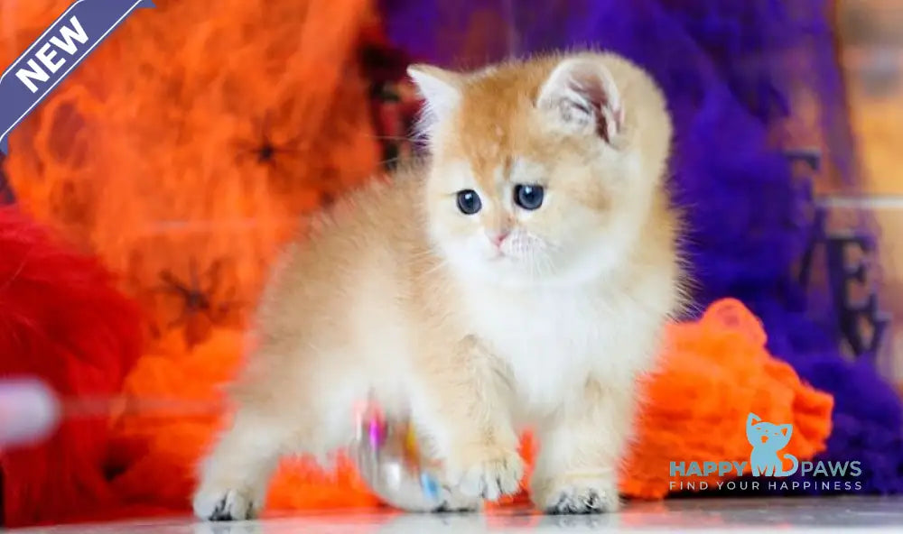 Vanessa British Shorthair female black golden shaded live animals