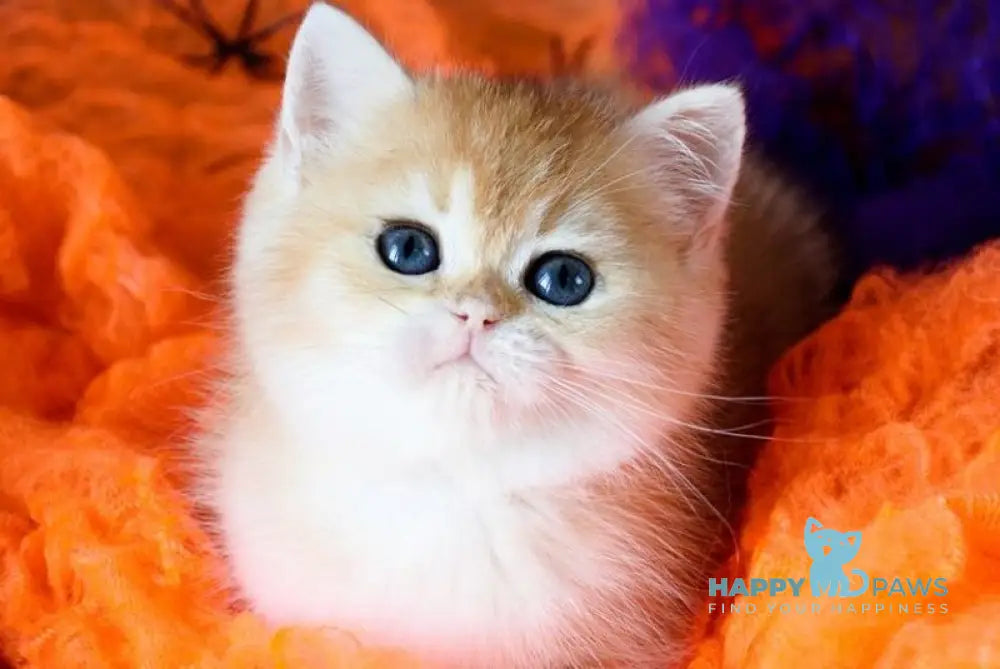 Vanessa British Shorthair female black golden shaded live animals