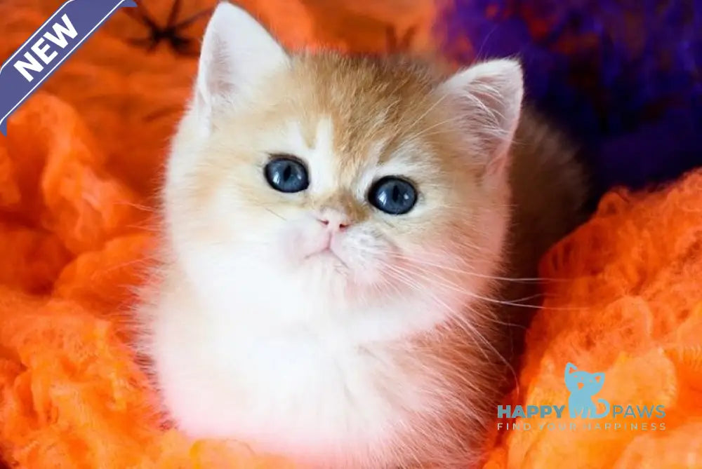 Vanessa British Shorthair female black golden shaded live animals