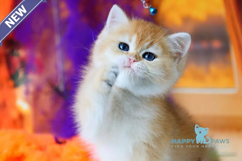 Vanessa British Shorthair female black golden shaded live animals