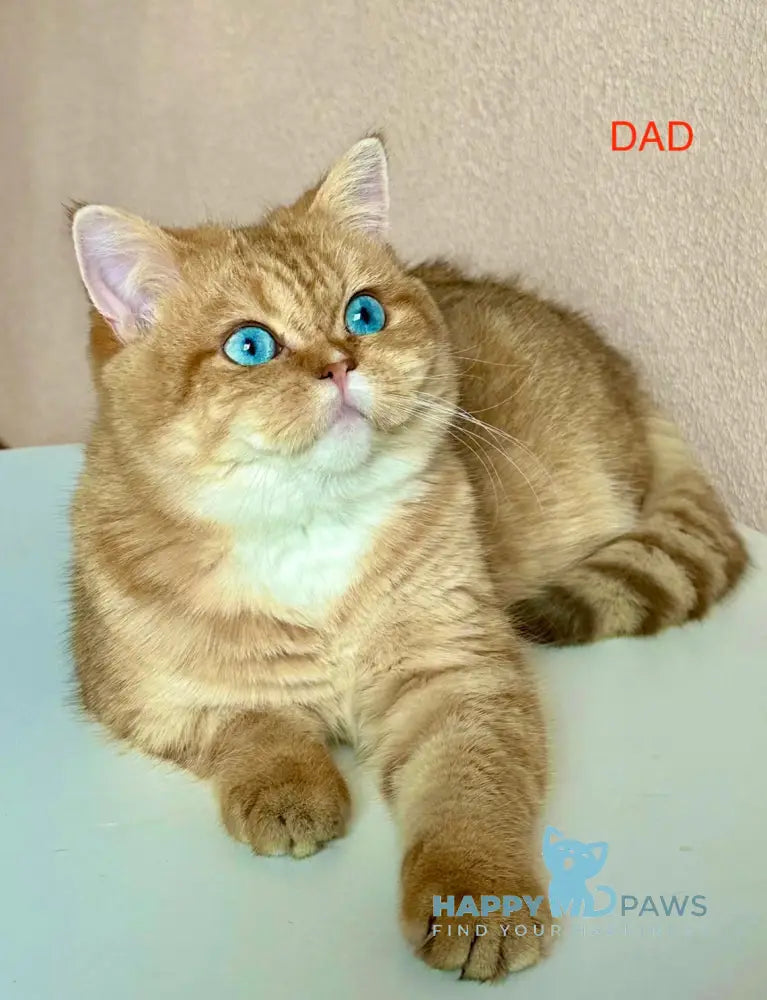 Vanessa British Shorthair female blue golden shaded live animals