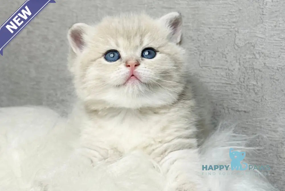 Vanessa British Shorthair female blue golden shaded live animals
