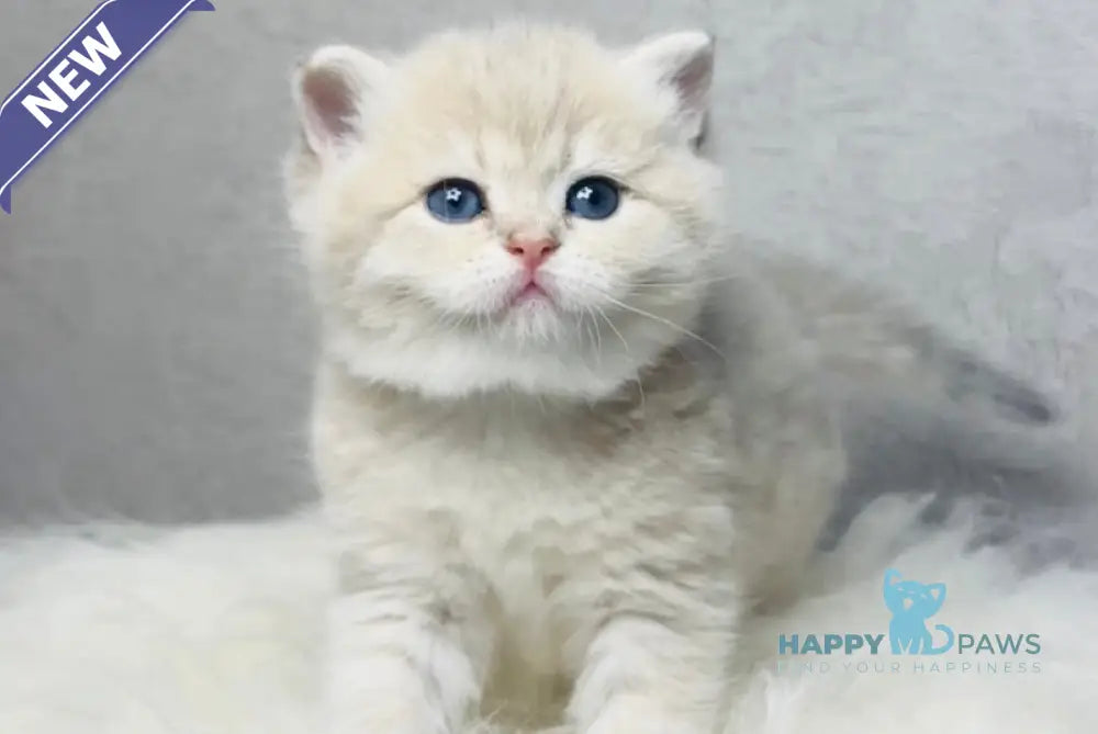 Vanessa British Shorthair female blue golden shaded live animals