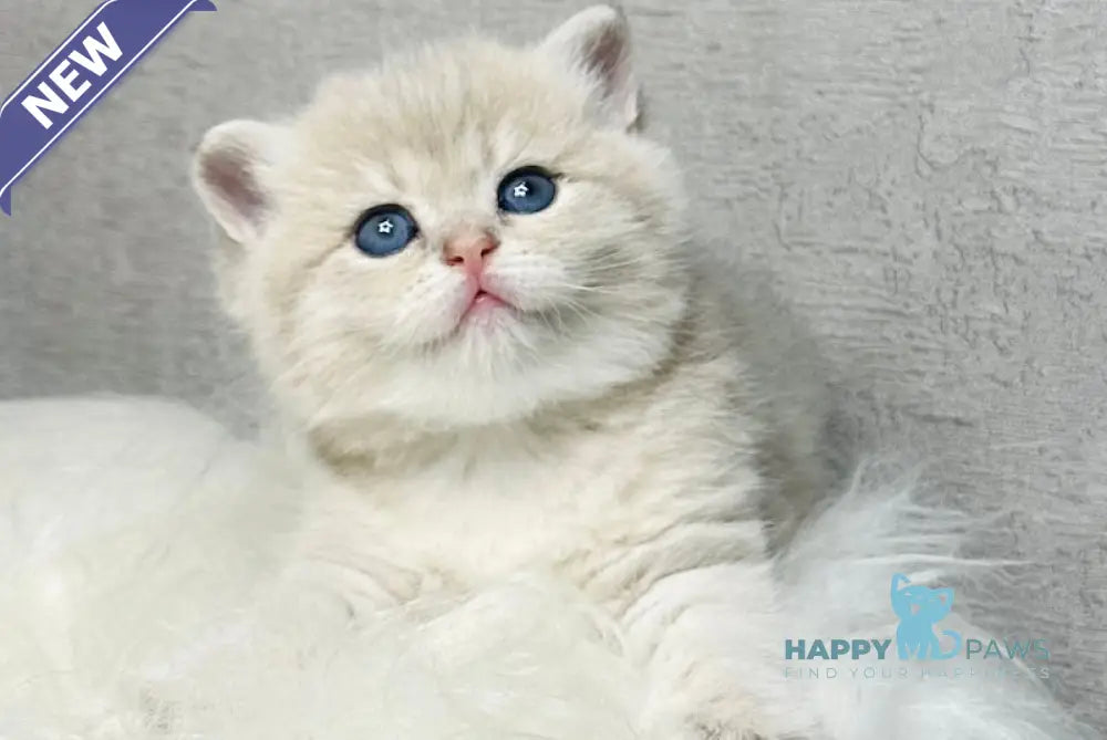 Vanessa British Shorthair female blue golden shaded live animals