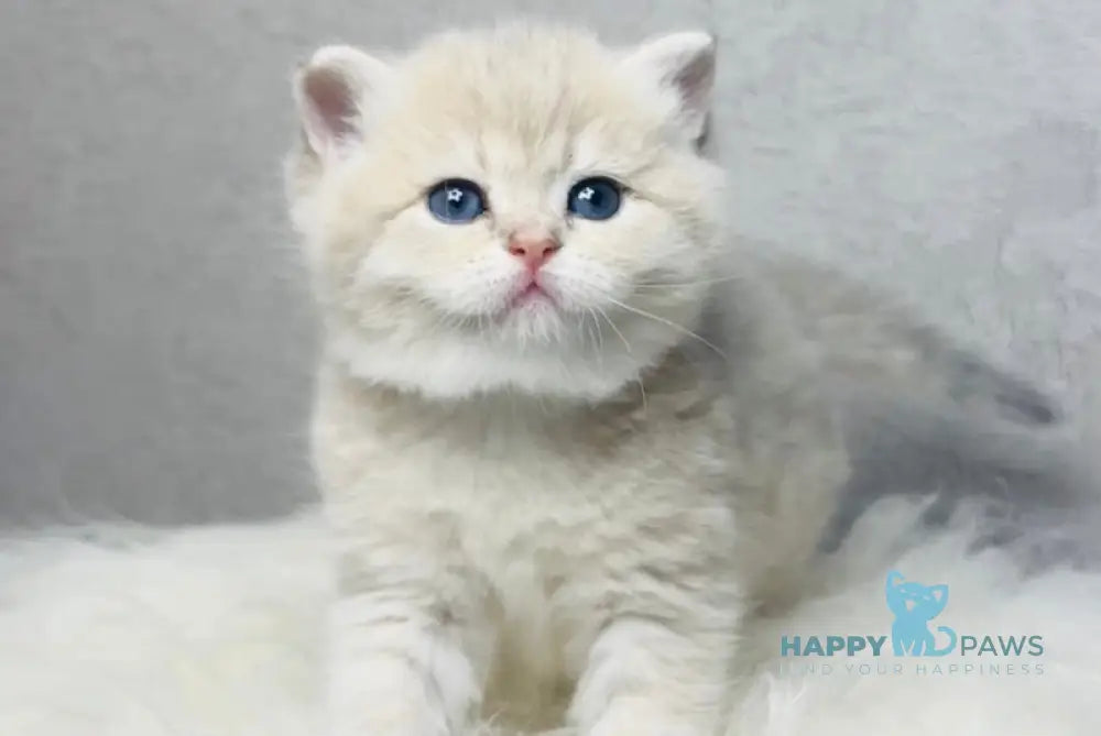 Vanessa British Shorthair female blue golden shaded live animals