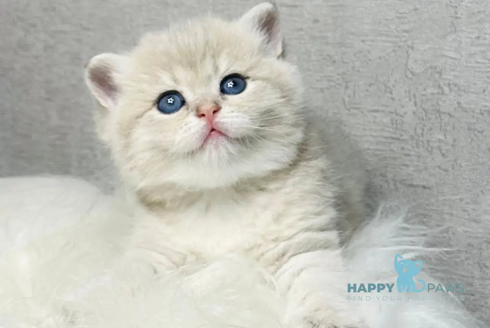 Vanessa British Shorthair female blue golden shaded live animals