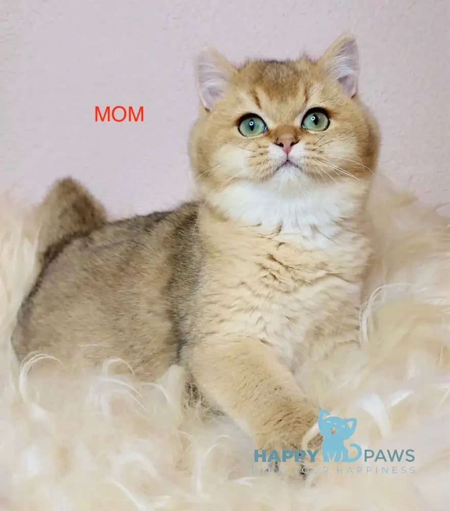 Vanessa British Shorthair female blue golden shaded live animals