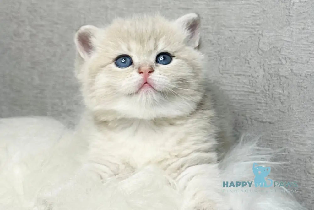 Vanessa British Shorthair female blue golden shaded live animals