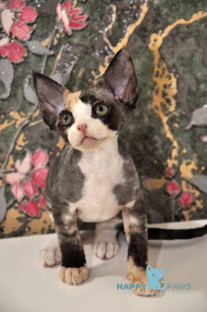Vanessa Devon Rex female black tortie bicolour live animals