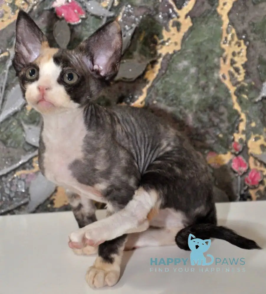 Vanessa Devon Rex female black tortie bicolour live animals