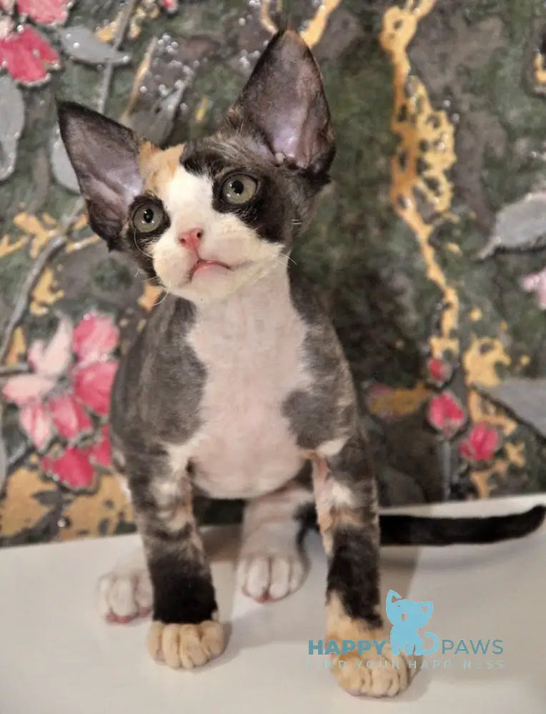Vanessa Devon Rex female black tortie bicolour live animals