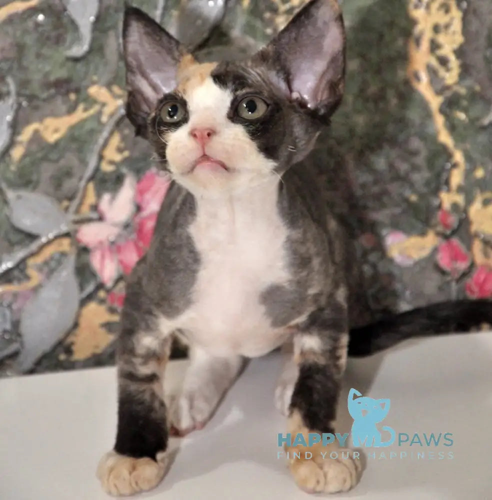 Vanessa Devon Rex female black tortie bicolour live animals