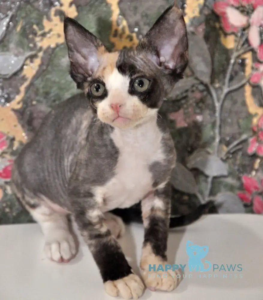 Vanessa Devon Rex female black tortie bicolour live animals