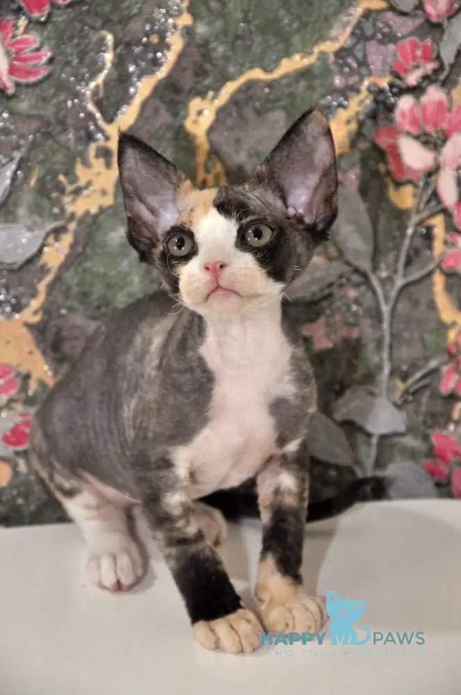 Vanessa Devon Rex female black tortie bicolour live animals