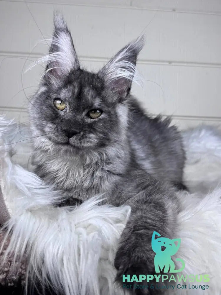 Vanessa Maine Coon female black silver - live animals