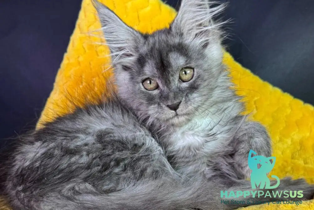 Vanessa Maine Coon female black silver - live animals