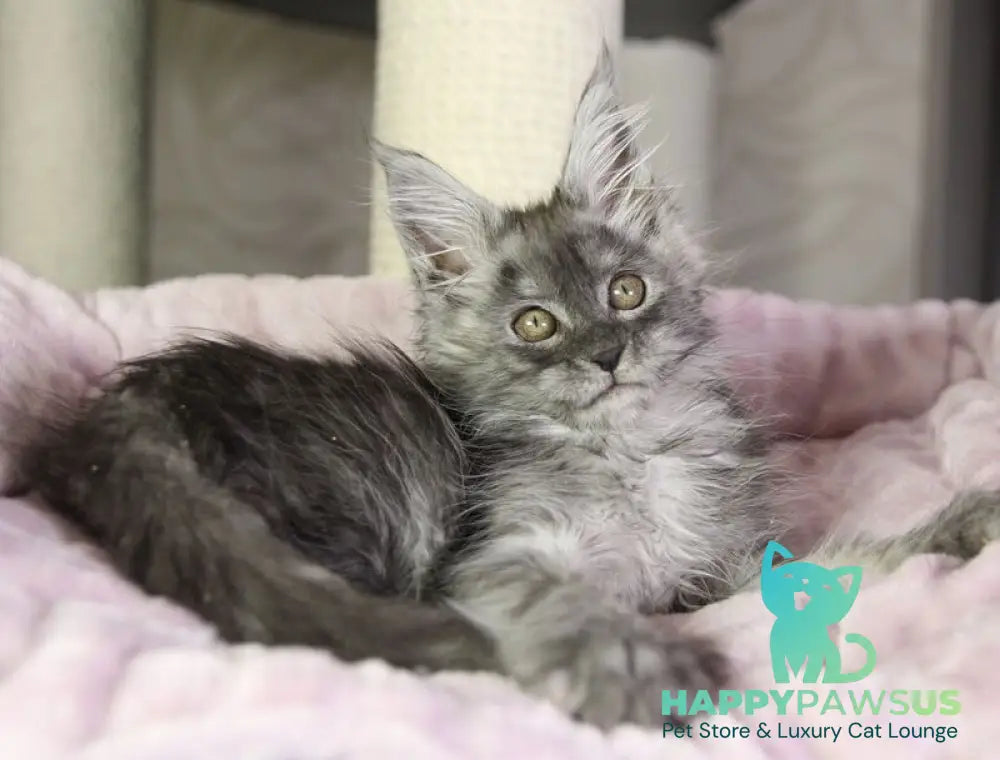 Vanessa Maine Coon female black silver - live animals