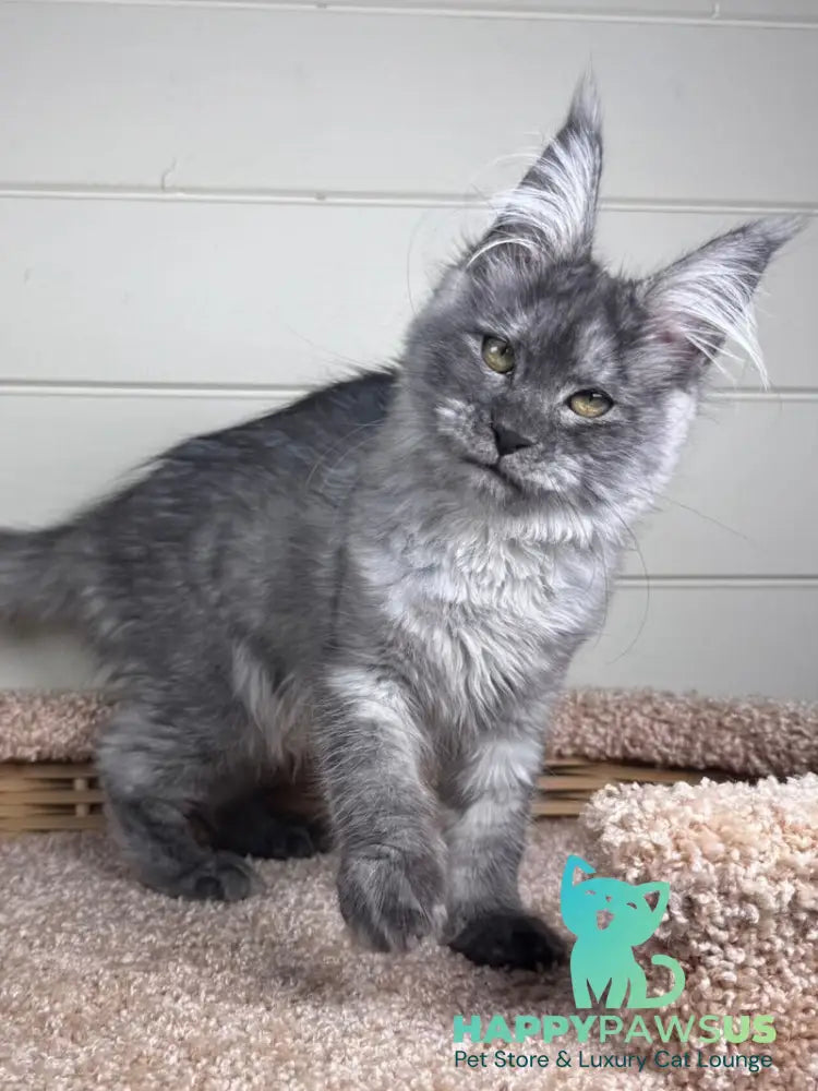 Vanessa Maine Coon female black silver - live animals
