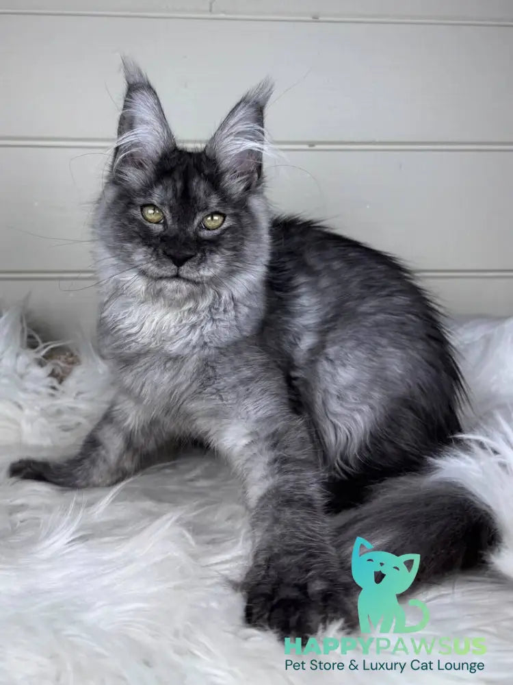 Vanessa Maine Coon female black silver - live animals
