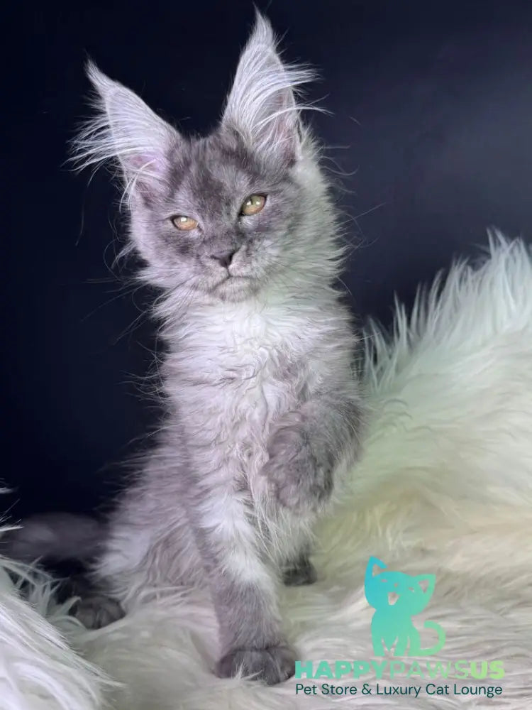 Vanessa Maine Coon female black silver - live animals