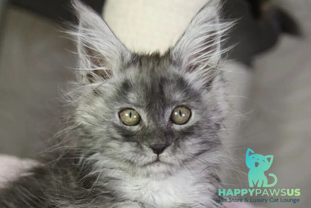 Vanessa Maine Coon female black silver - live animals