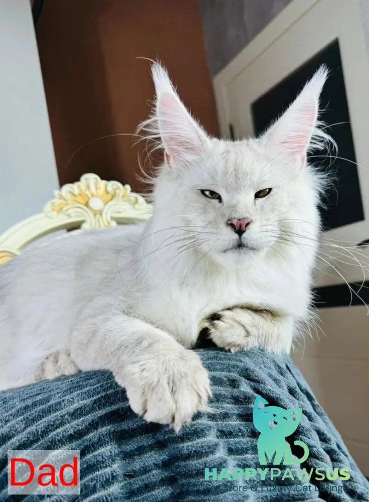 Vanessa Maine Coon female black silver - live animals