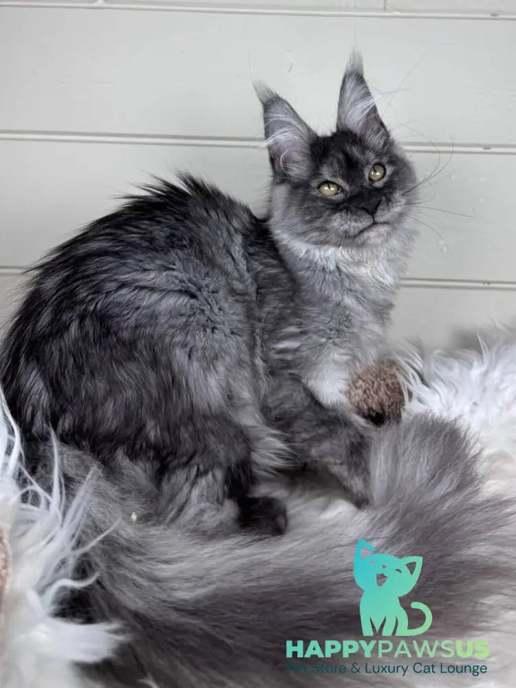 Vanessa Maine Coon female black silver - live animals