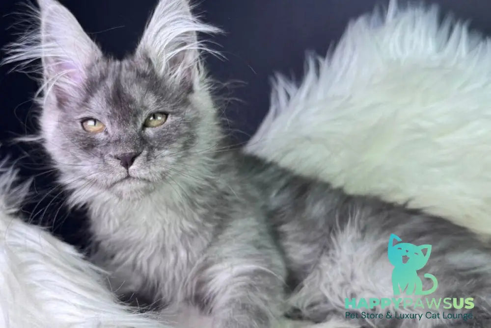 Vanessa Maine Coon female black silver - live animals