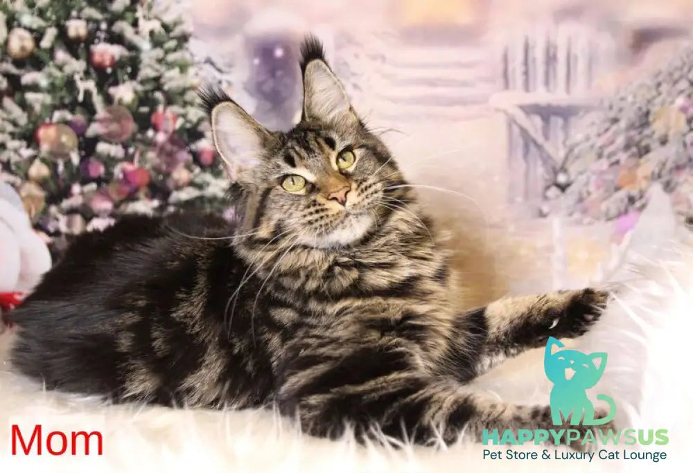 Vanessa Maine Coon female black silver - live animals