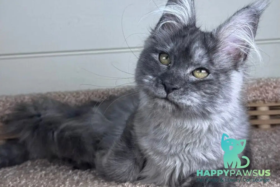 Vanessa Maine Coon female black silver - live animals