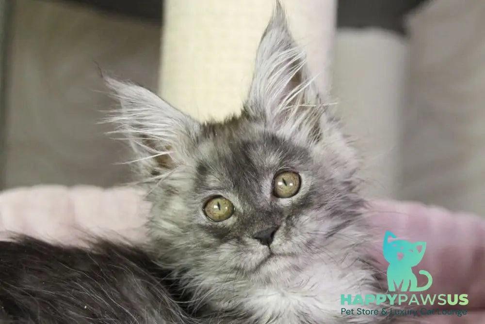 Vanessa Maine Coon female black silver - live animals