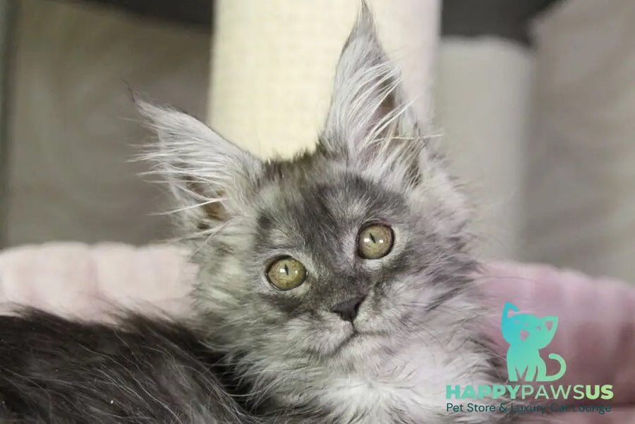 Vanessa Maine Coon female black silver - live animals