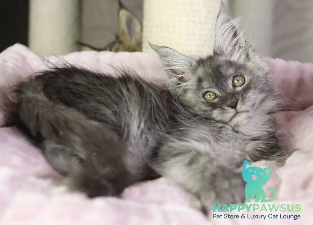 Vanessa Maine Coon female black silver - live animals
