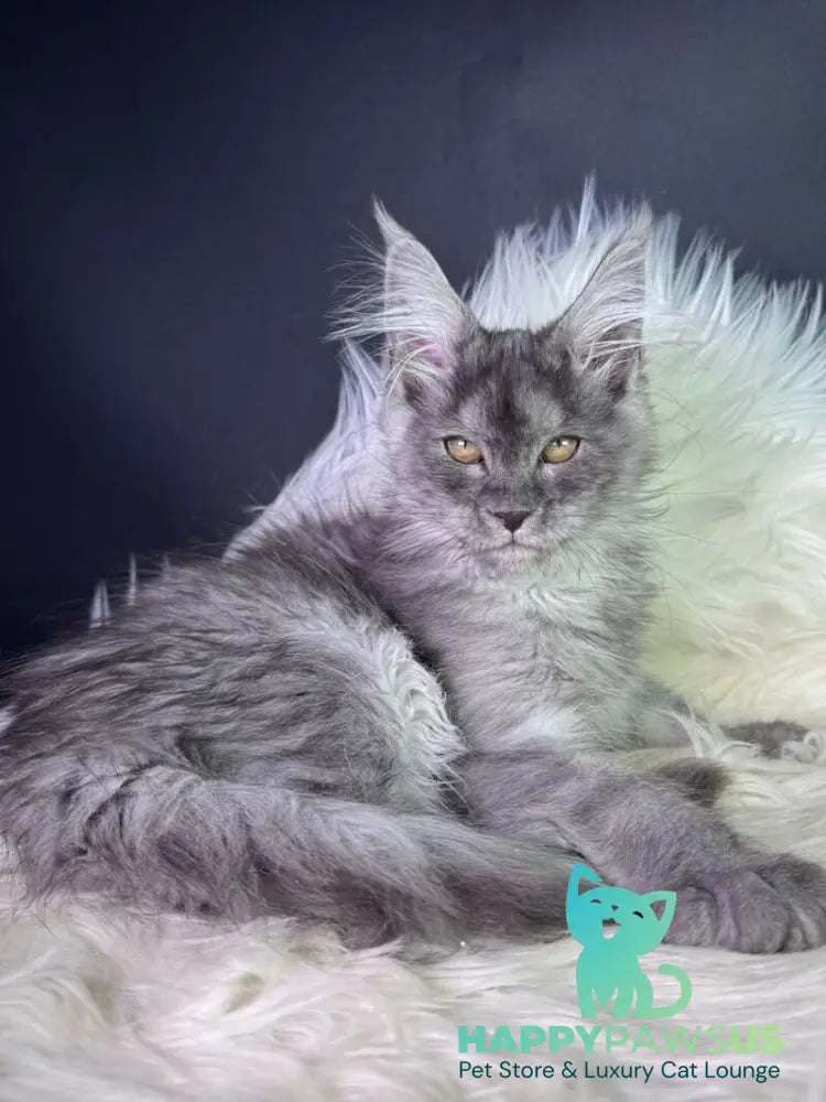 Vanessa Maine Coon female black silver - live animals