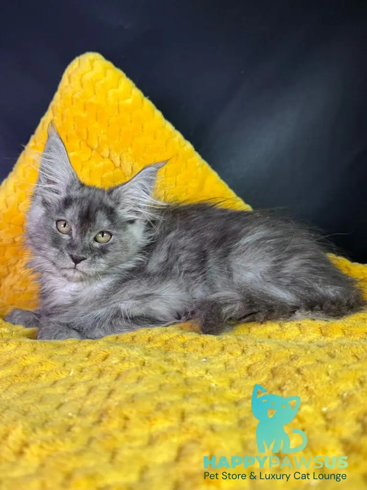 Vanessa Maine Coon female black silver - live animals
