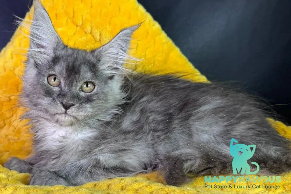 Vanessa Maine Coon female black silver - live animals