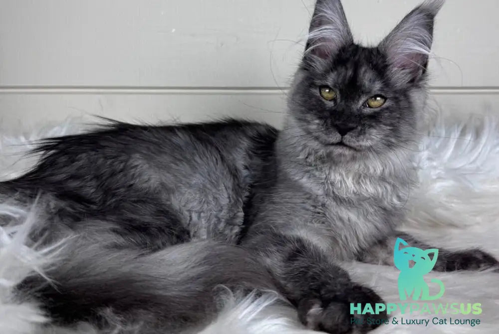 Vanessa Maine Coon female black silver - live animals