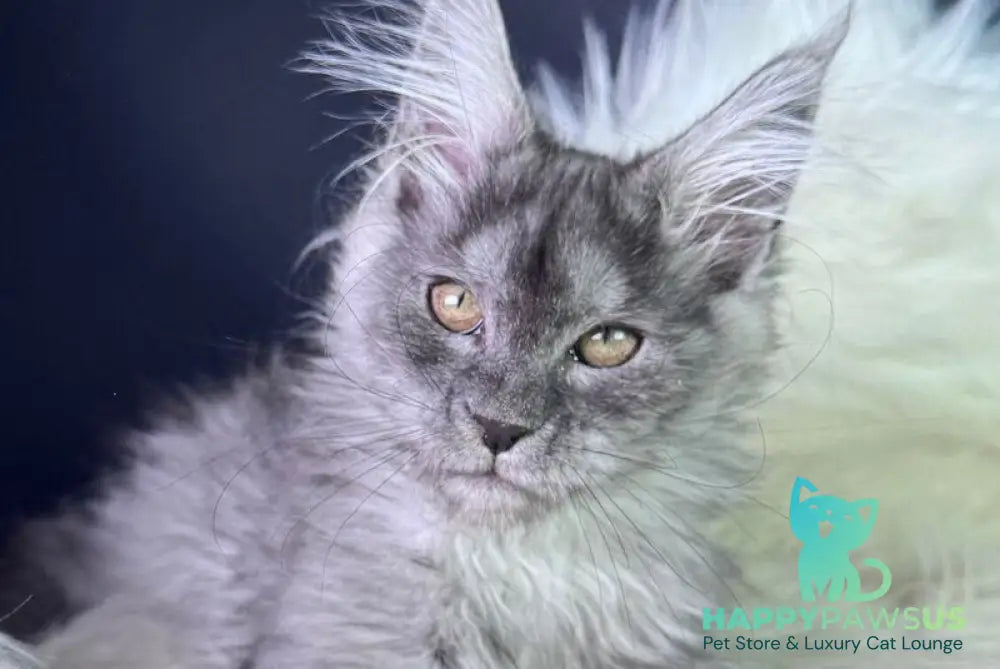 Vanessa Maine Coon female black silver - live animals