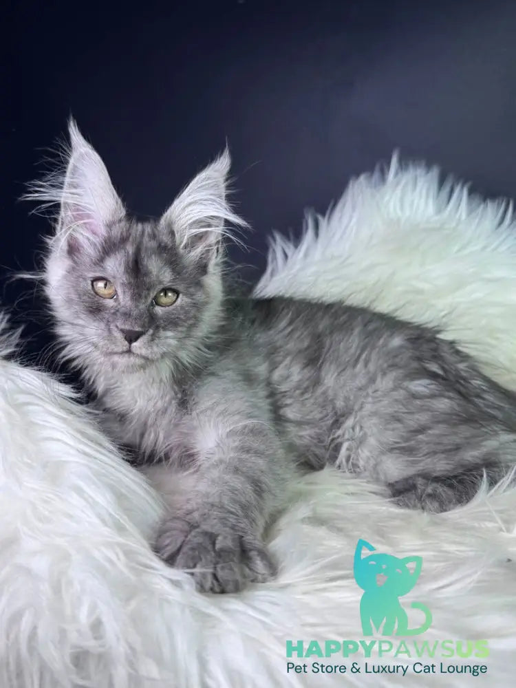 Vanessa Maine Coon female black silver - live animals