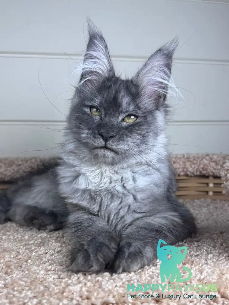 Vanessa Maine Coon female black silver - live animals