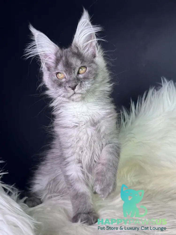 Vanessa Maine Coon female black silver - live animals