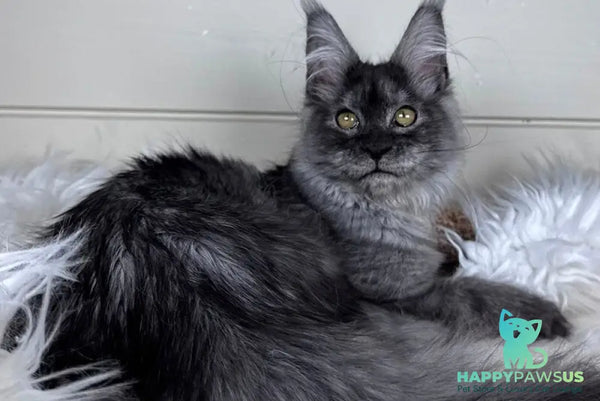 Vanessa Maine Coon female black silver - live animals