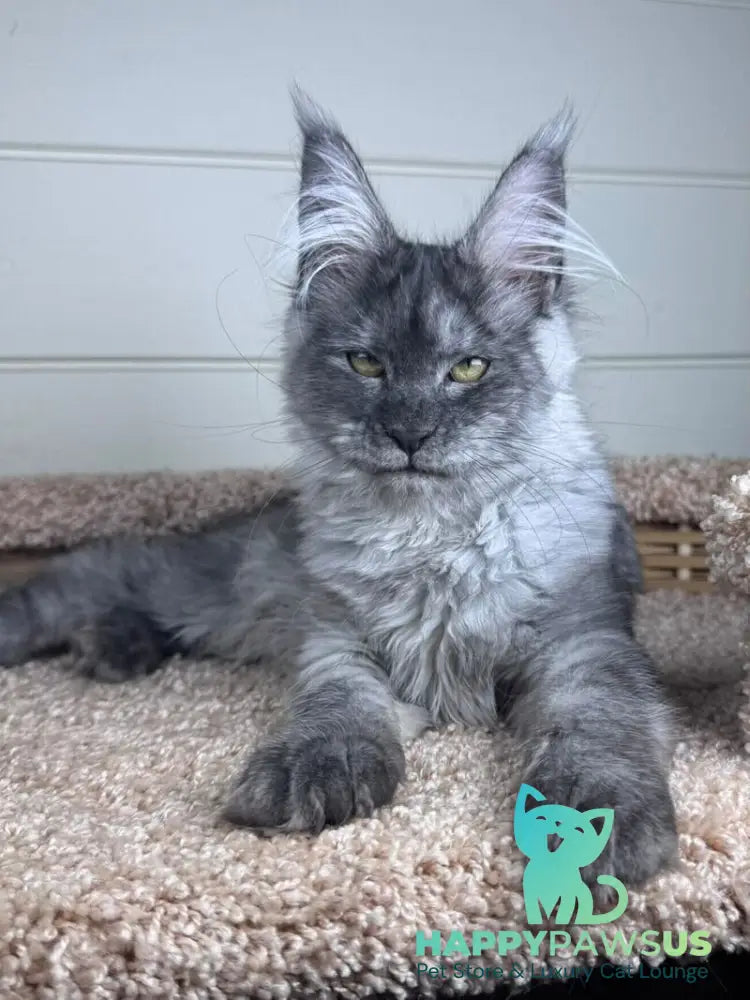 Vanessa Maine Coon female black silver - live animals