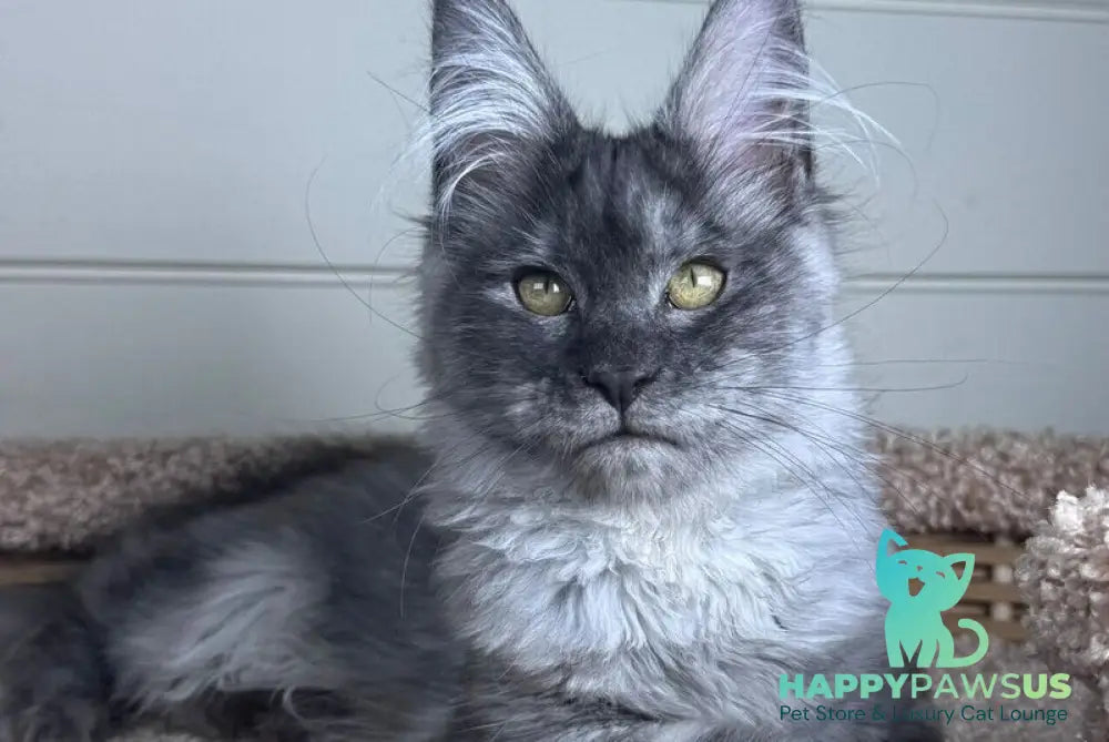 Vanessa Maine Coon female black silver - live animals