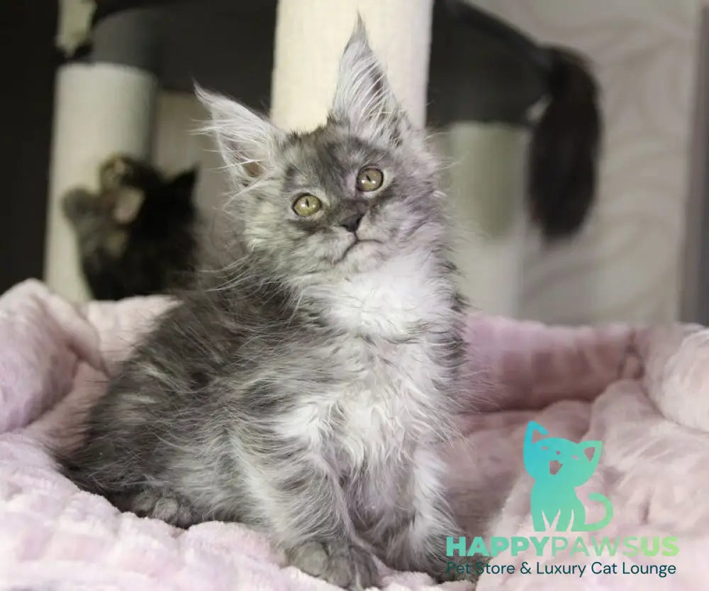 Vanessa Maine Coon female black silver - live animals