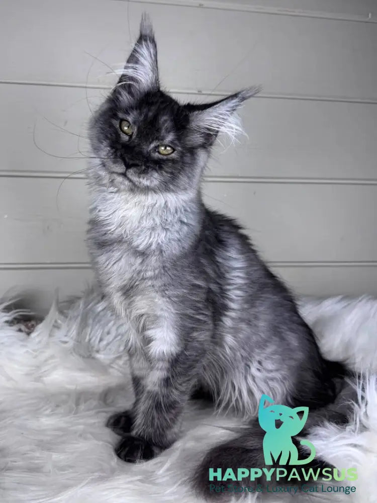 Vanessa Maine Coon female black silver - live animals