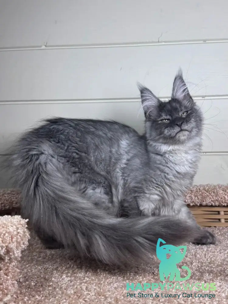Vanessa Maine Coon female black silver - live animals