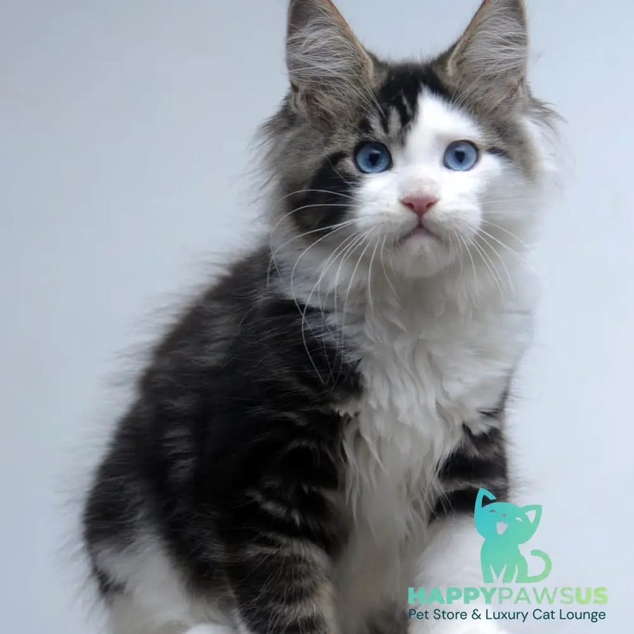 Vanessa Maine Coon female black tabby bicolour - live animals